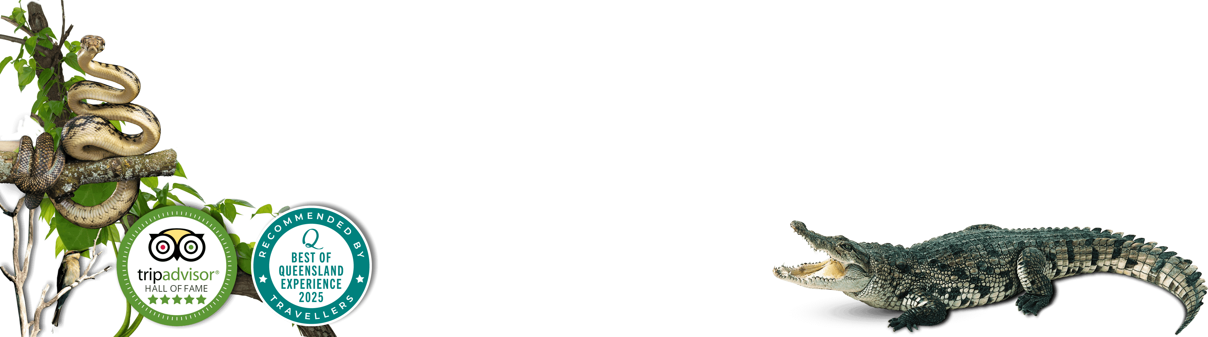 daintree river cruises